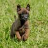 Chiots malinois thumb 1
