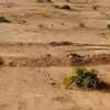 Terrains de 200m2 à vendre à MBOUR 4 thumb 0