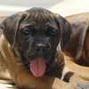 chiots cane corso thumb 3