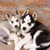 Chiot Husky Sibérien provenance BERLIN thumb 2