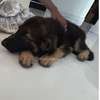 Berger Allemand chiot noir et feu vacciné thumb 2