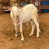 Mouton de tabaski de qualite thumb 9