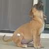 vente chiots boerboels thumb 1