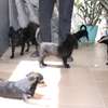 Chiots Chiwawa disponibles thumb 1