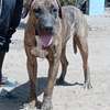 Femelle Presa Canario thumb 4