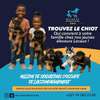 Million de Sensations chiots locaux vaccinés thumb 0