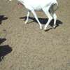 Lot de Moutons Femelle Ladoums thumb 7