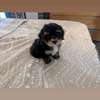 2 Chiots Bichon Maltais affectueux et joueurs thumb 4