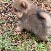 Pomeranien thumb 1