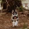 Husky thumb 0
