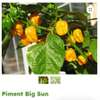 Piment Big Sun plante saine productive thumb 3
