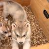 Husky de Siberie thumb 8