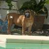 vente chiots boerboels thumb 0