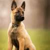 Chiots malinois thumb 0