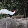 Oiseaux thumb 1