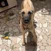 Chiot Rhodesian Ridgeback X malinois thumb 1