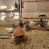 Pigeons de race thumb 1