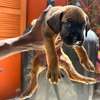 Chiot Rhodesian Ridgeback X malinois thumb 0