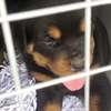 VENTE DE COUPLE CHIOTS ROTTWEILER thumb 4
