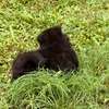 Pomeranien thumb 4