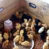 Poussins et œufs fertiles poulet goliath thumb 2
