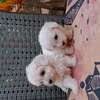 Bichon maltes thumb 5