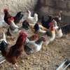 Vente poulet Goliath(poulet local). thumb 1