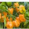 Piment Big Sun plante saine productive thumb 1