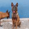 Couple Berger Malinois thumb 2