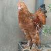 Couple. Poule bramah thumb 0