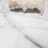 À VENDRE – PETIT BICHON MALTAIS FEMELLE thumb 2