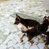 Chiot berger allemand a vendre thumb 2