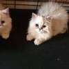 CHATONS PERSANS CHINCHILLAS PURS thumb 3