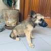 Berger allemand chiot beige clair masque noir doux thumb 3