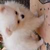 Pomeranien thumb 10