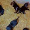 Rotweiller chiot de parents pédigrée thumb 1