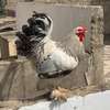 COQS ET POULES DE RACE (Bramane, Hermine) thumb 4