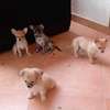 Chiots Chihuahua jeunes variés affectueux loyaux thumb 2