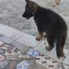 Berger Allemand chiot noir et feu vacciné joueur thumb 1