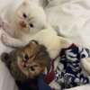 Chaton persan thumb 1