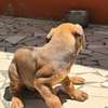 Chiot Rhodesian Ridgeback X malinois thumb 6