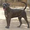 chiots cane corso thumb 1