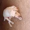 Labrador thumb 0