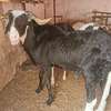 Vente Flash mouton Tabaski thumb 3