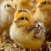 Vente poussins goliath et œufs féconds thumb 0