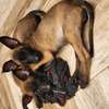 Berger belge malinois thumb 1