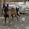 Mâle Berger Malinois thumb 3