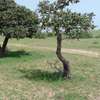 Hectare à vendre à Mboro thumb 7