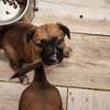 Croisés bergers belges malinois thumb 1