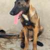 Berger malinois thumb 1